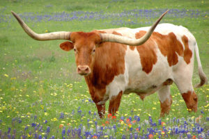 texas-longhorn-standing-in-bluebonnets-jon-holiday